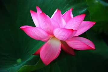 Rolgordijnen Lotusbloem Bloeiende lotus