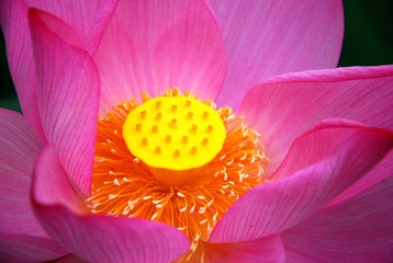 Blooming lotus