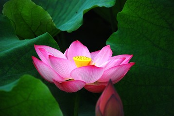 Blooming lotus 