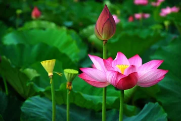Door stickers Lotusflower Blooming lotus 