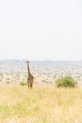 Giraffe in der weiten Landschaft von Kenia