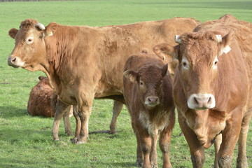 vache limousine et son veau