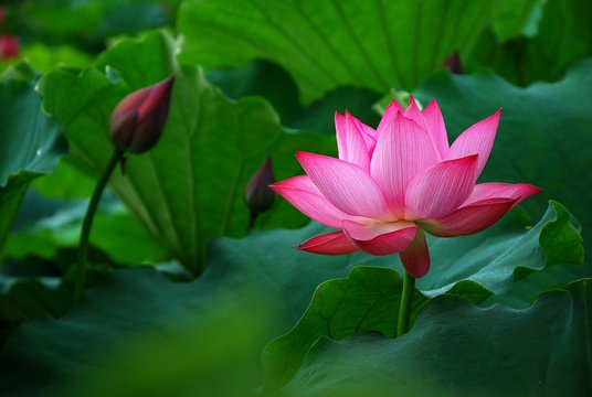 Fototapeta Blooming lotus 