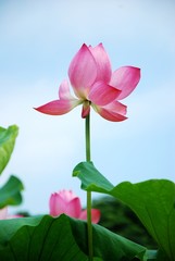 Blooming lotus 