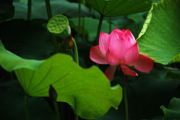 Blooming lotus 