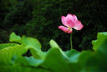 Obraz premium Blooming lotus 