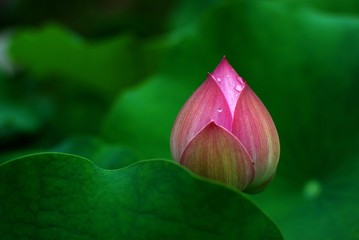 Blooming lotus 