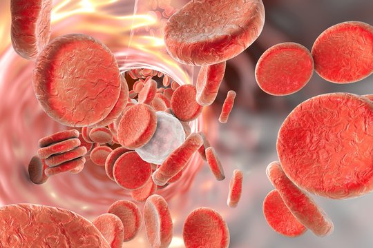 Microscopic view of red blood cells and white blood cells, leukocytes in blood vessel, background with red blood cells, medical background, circulatory system, cardiovascular system