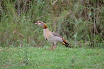 Ouette d'Egypte, canard