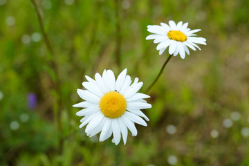 Obraz na płótnie Canvas Summer daisy flower