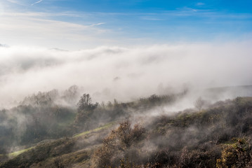 Mist among trees in a hill of Oltrepo' Pavese