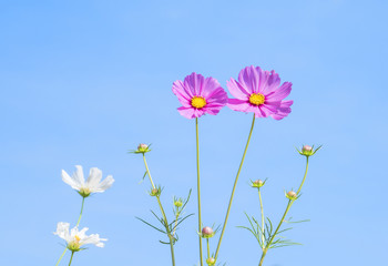 Cosmos Flowers 10