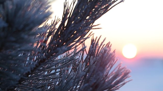 pine branch covered with snow in the sun in winter