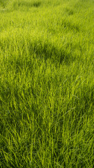 Green grass surface background