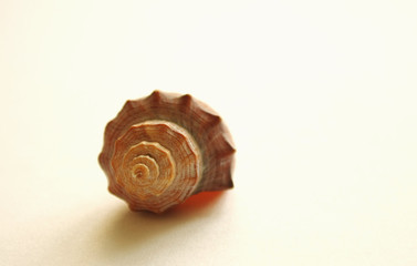 Travel concept with seashell