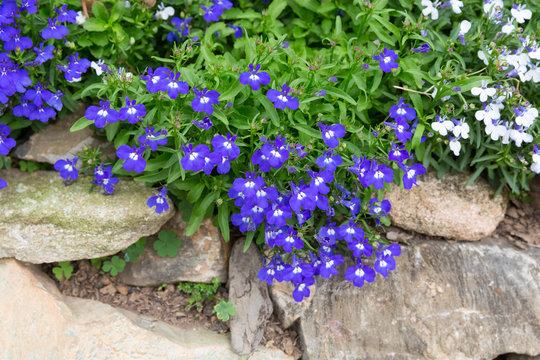 Fototapeta Small purple flower decorate on stone