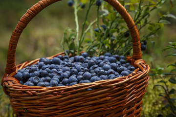 Basket with blueberries in wild forest