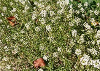 Small white wild flowers growing on the meadow. Nature