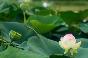 蓮の花と蓮の実