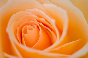 柔らかい色をしたバラのマクロ画像