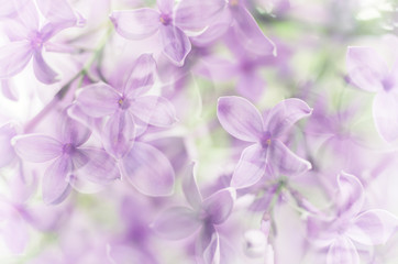 Abstract floral background