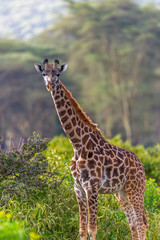 Junge Giraffe