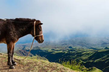 Closeup Donkey standing sideways on mountain above the clouds of cape verde island