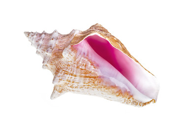 Conch shell on white