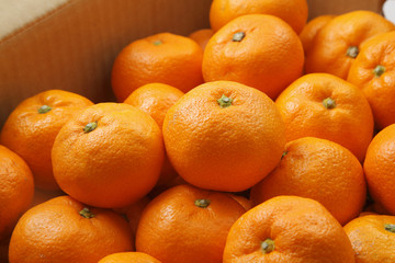 みかん　Mandarin orange　Mikan
