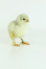 Little Cochin Chick
