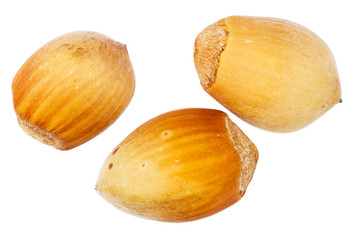 Three forest hazelnuts