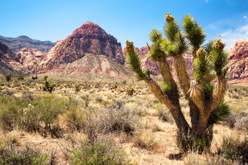 Joshua tree in Red Rock Canyon