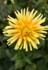 Close up of yellow  dahlia flowers in garden