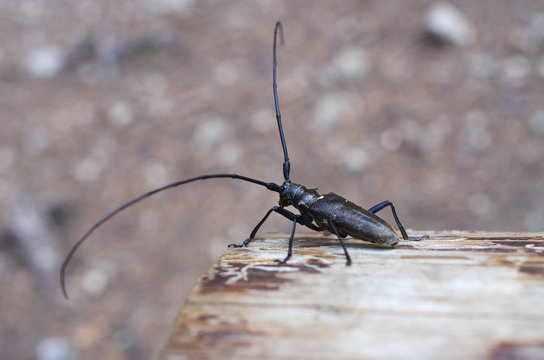 Monochamus sartor beetle