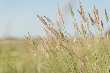 yellow grass