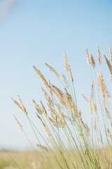 Fototapeta premium yellow grass