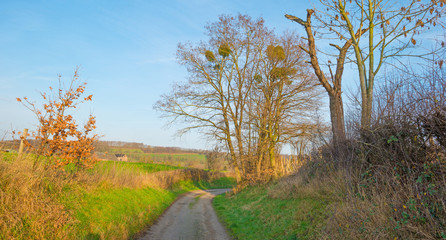 Path along a sunny meadow in winter