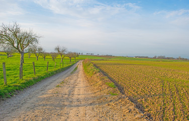 Path through sunny farmland in winter