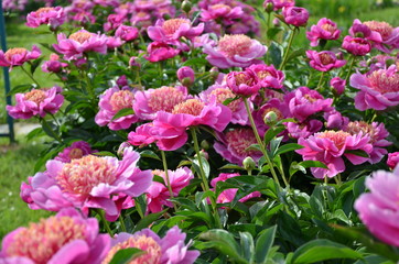 Many pink peony flowers 