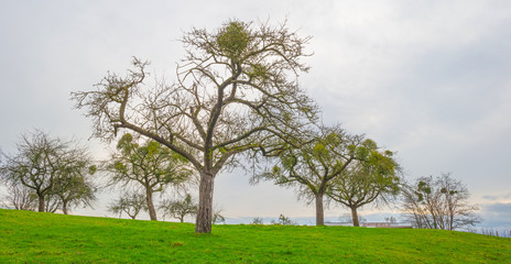 Mistletoe in a tree on a hill in winter