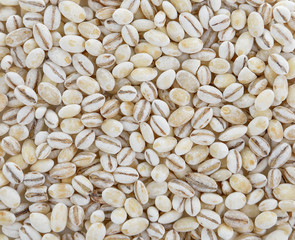 background of barley grain