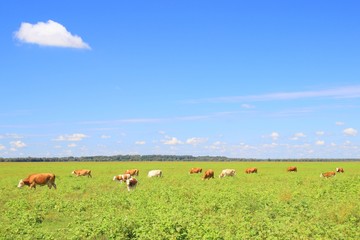 Fototapeta premium Cows on farm