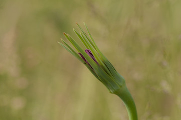  Tragopogon pratensis