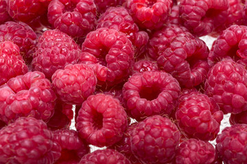 A beautiful selection of freshly picked ripe red raspberries.