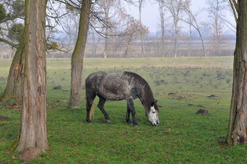 horse in sad landscape