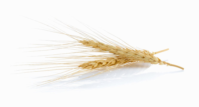  barley ear over a white background