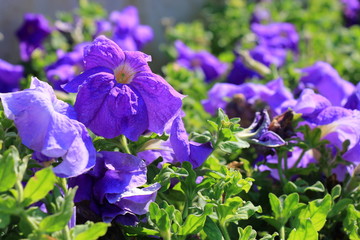 Close-up flowers of volet petunias