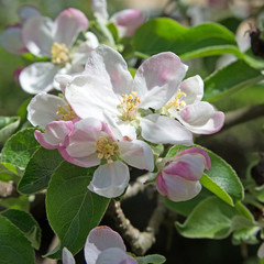 Apfelblüten