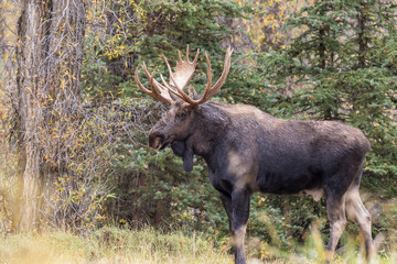 Naklejka na ściany i meble Shiras Moose Bull in Fall