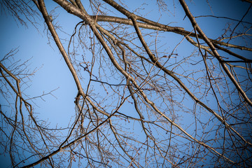 Dry Branch on Blue Sky Background